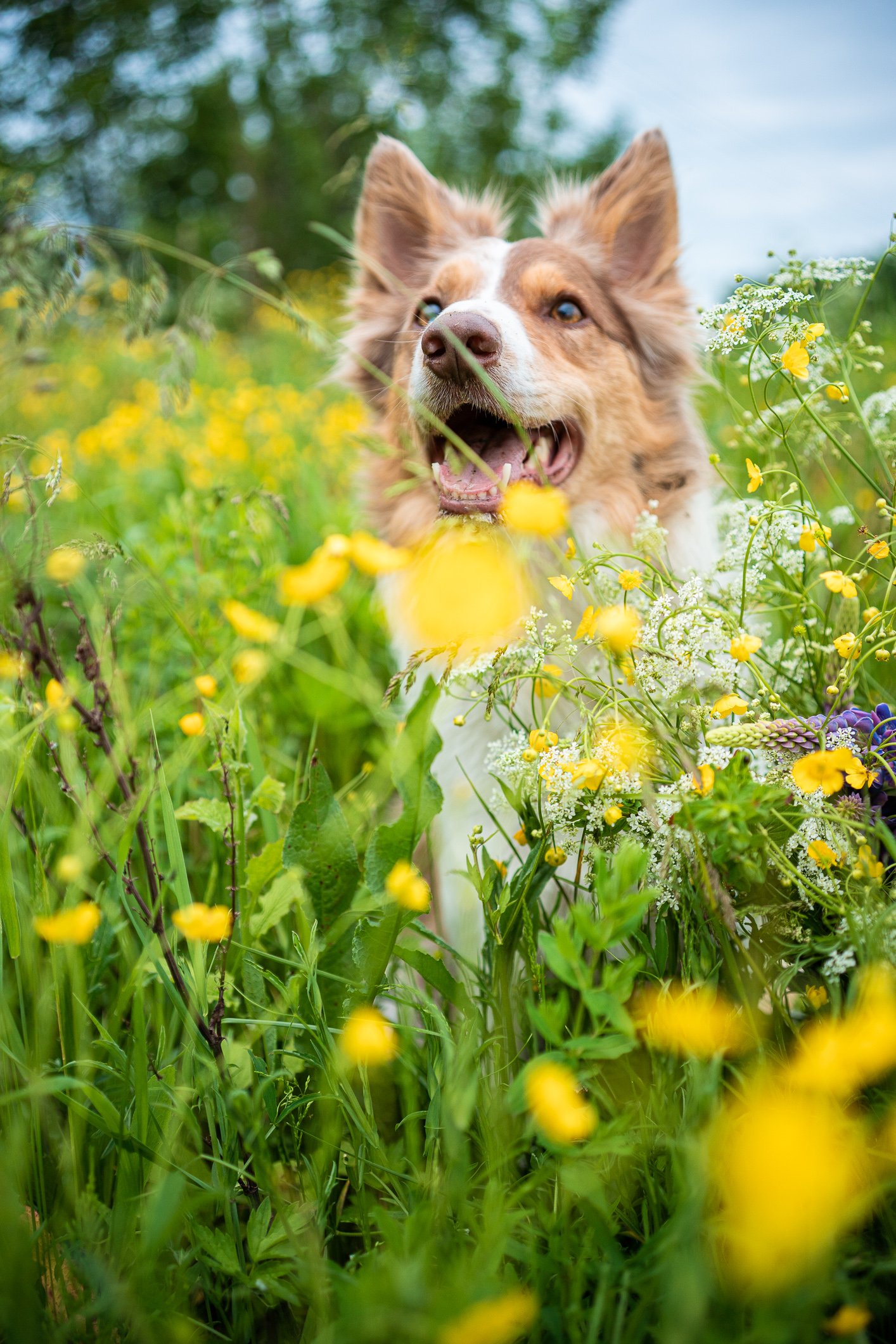 Tunelio pabaiga
